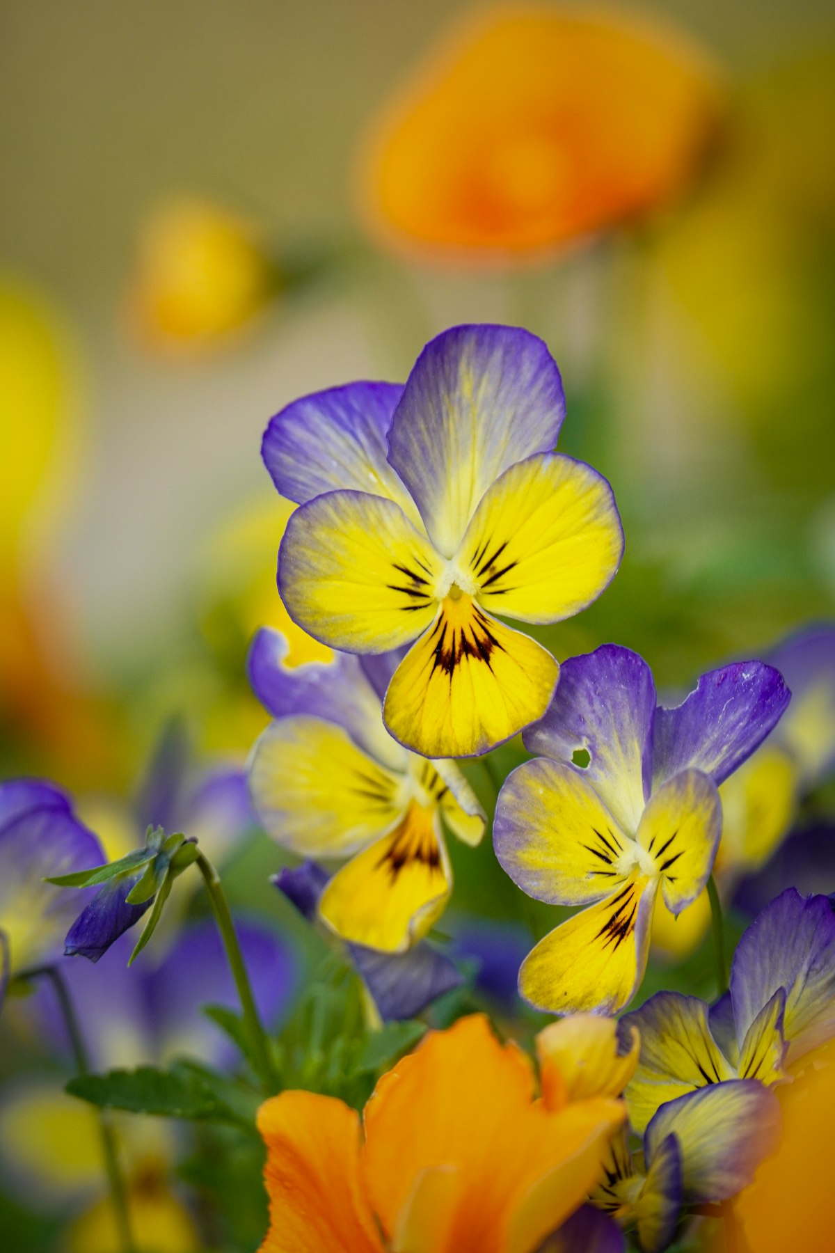 Flores comestibles