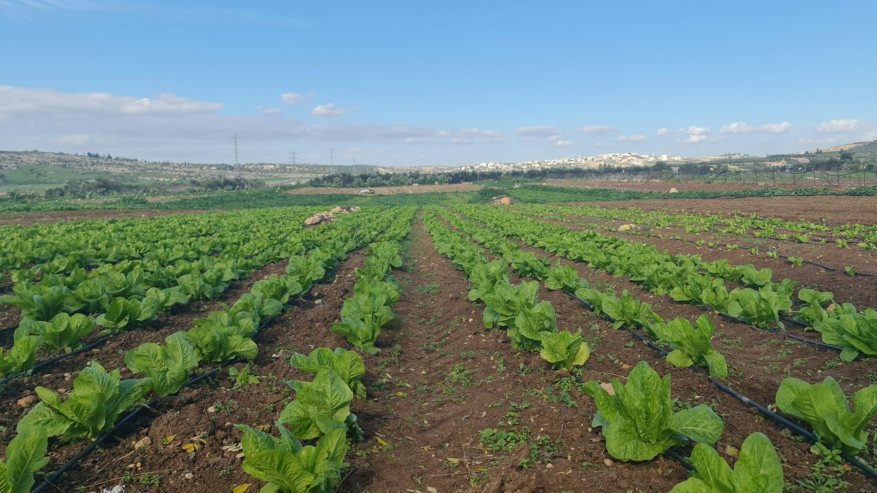 Producción en finca